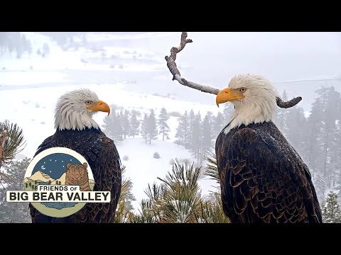 Thumbnail for YouTube: Big Bear Bald Eagle Live Nest - Cam 1