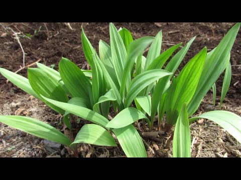 Thumbnail for YouTube: Growing Ramps