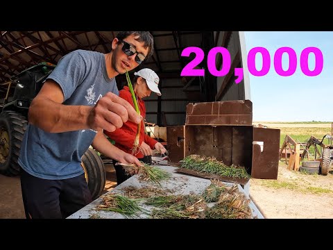 Thumbnail for YouTube: We Planted 20,000 Onions