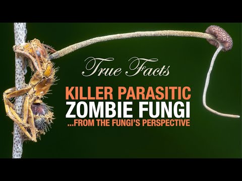 Thumbnail for YouTube: True Facts: Killer Parasitic Zombie Fungi