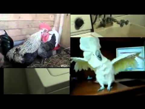 Thumbnail for YouTube: Rooster, cockatoo and washing machine death metal party