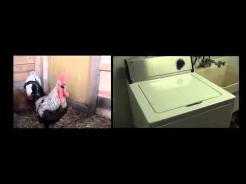 Thumbnail for YouTube: Death Metal Rooster ft. Drumming Washing Machine