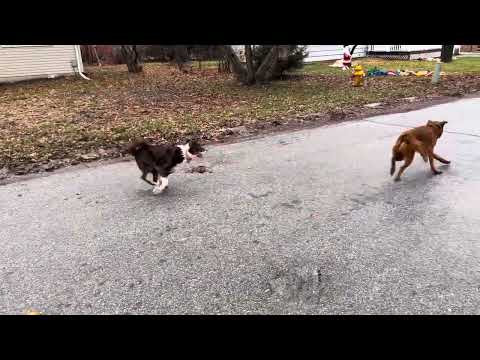 Thumbnail for YouTube: Maggie Mae and Abraham have the best fun. Christmas 2023